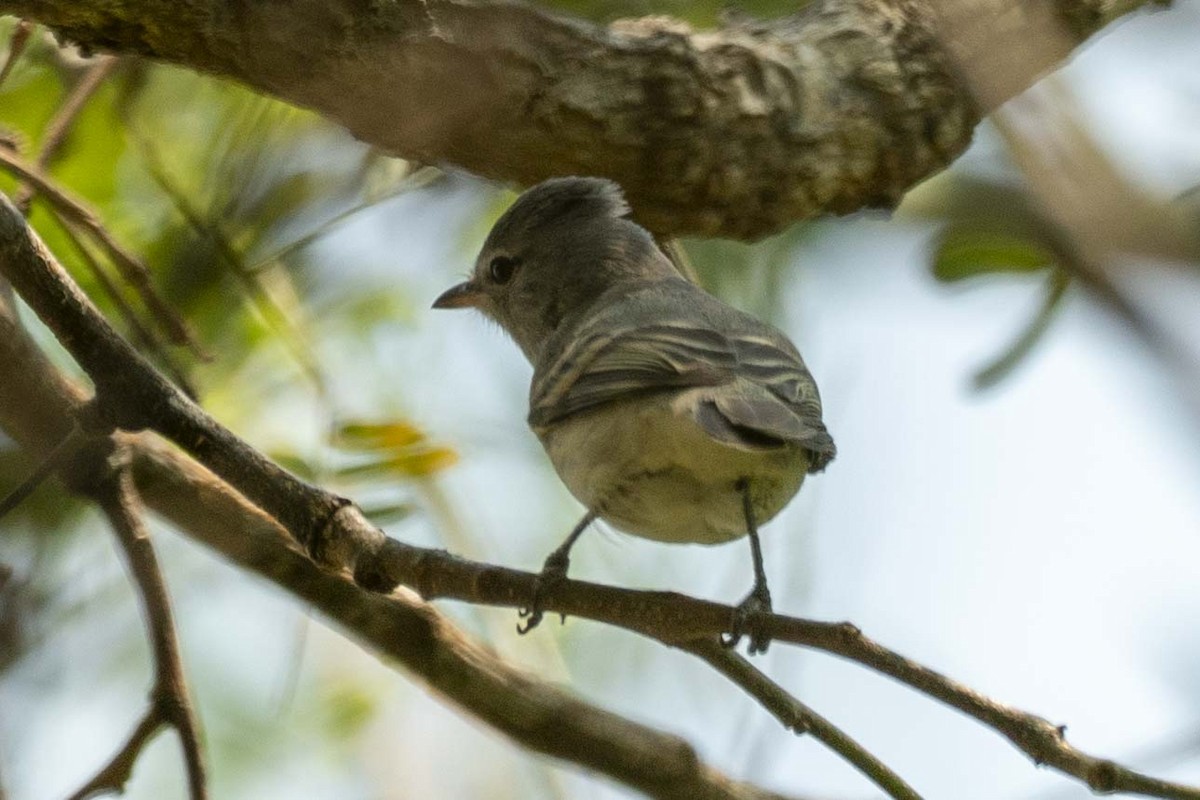 Southern Beardless-Tyrannulet - ML490547251