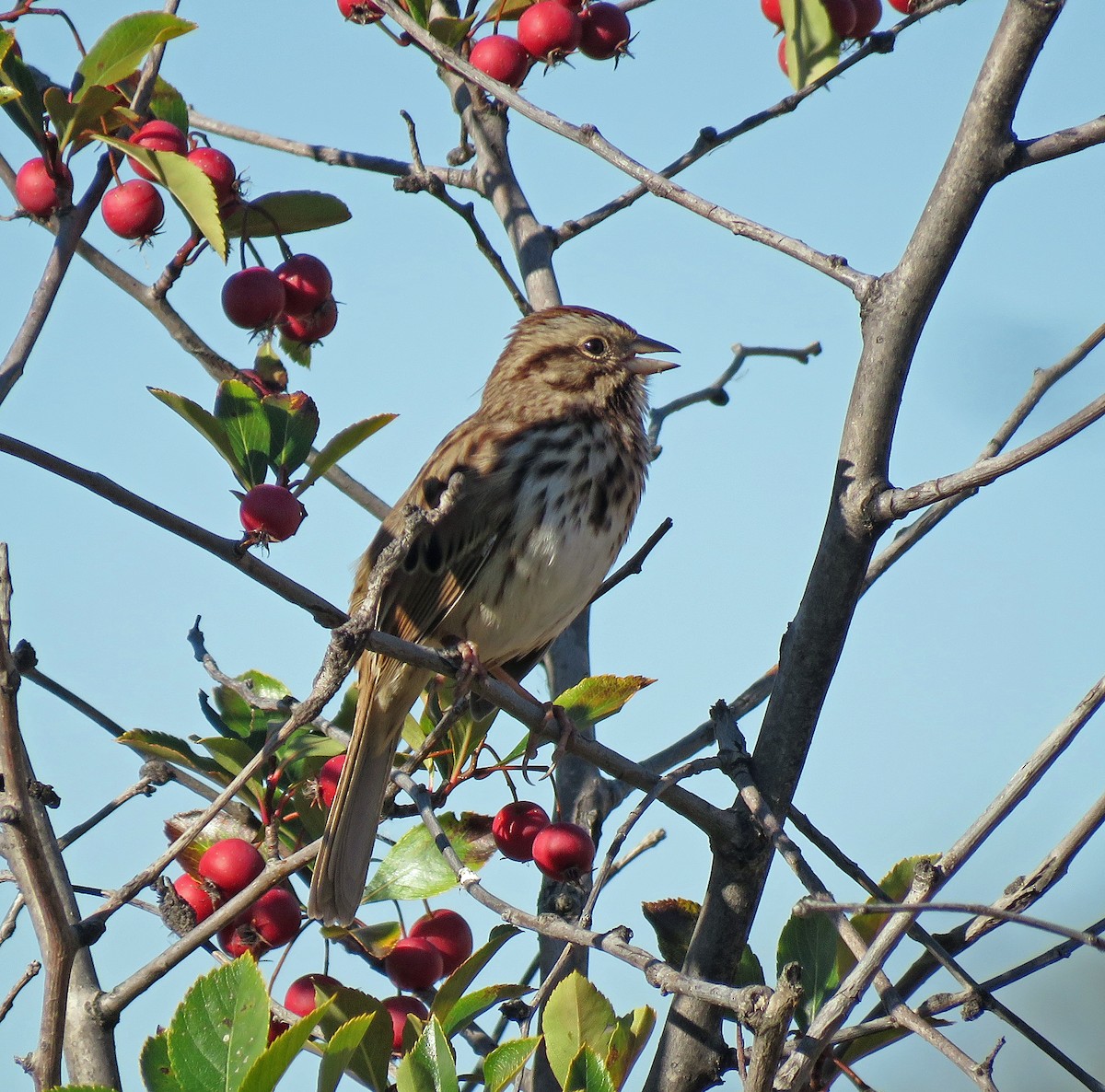 Song Sparrow - ML490549131