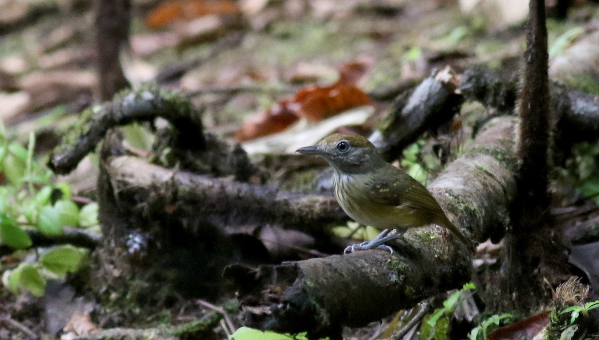 Streak-crowned Antvireo - ML49055021