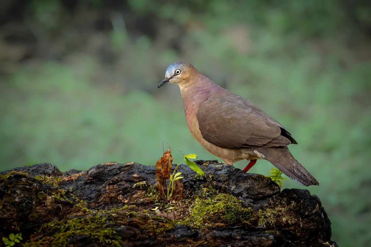 Tolima Dove - ML490551041