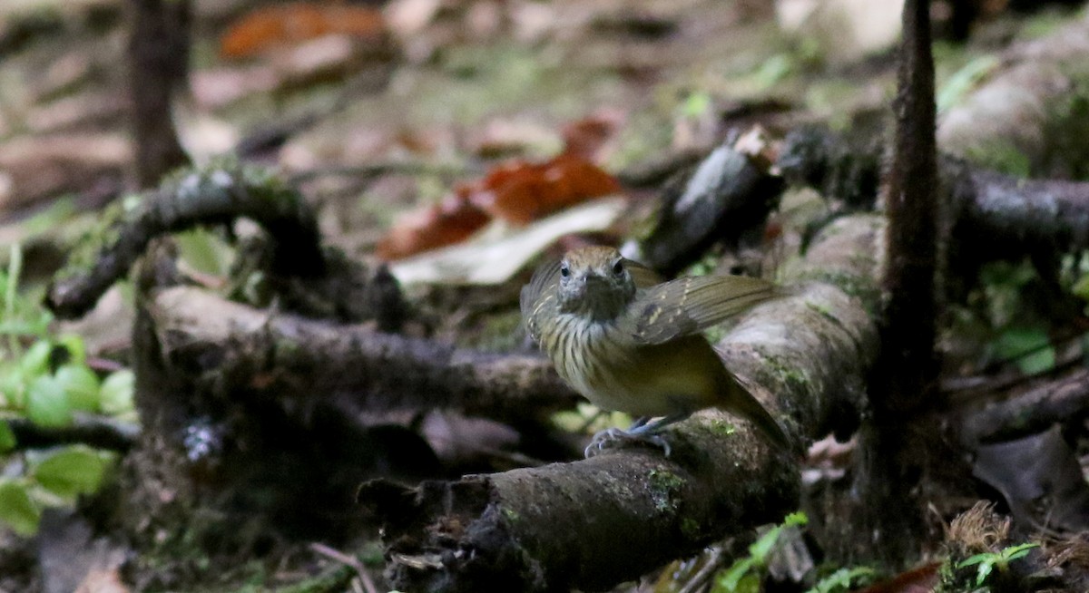 Streak-crowned Antvireo - ML49055171