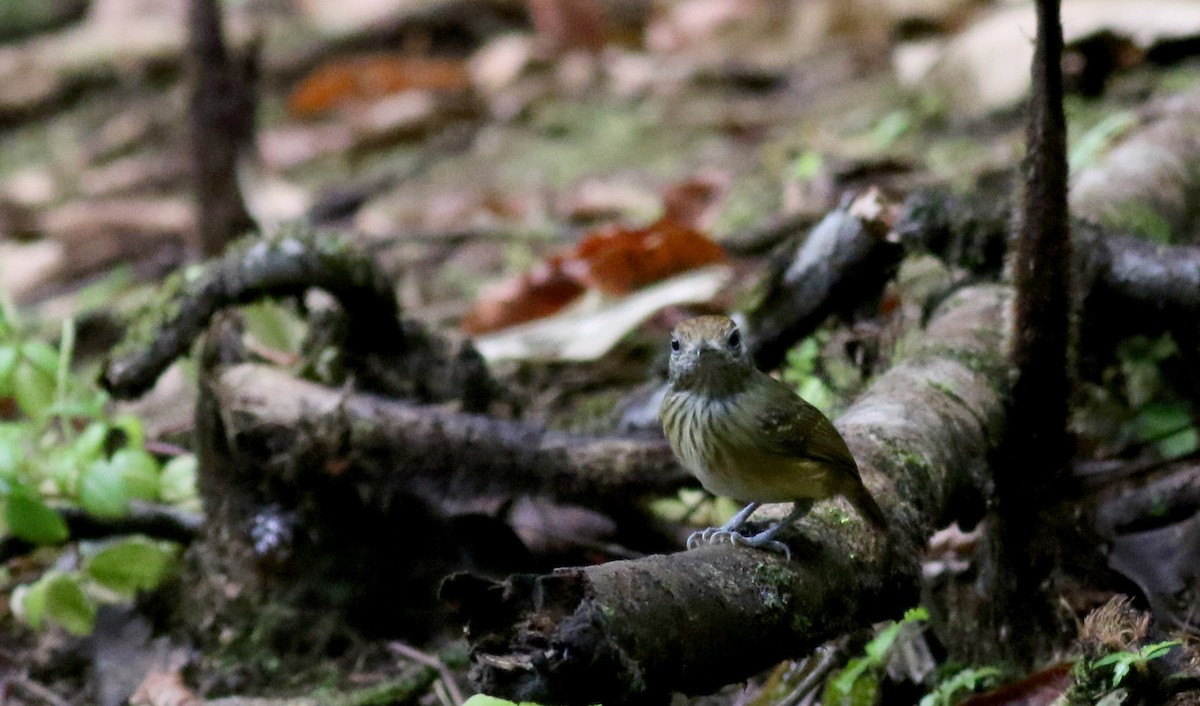 Streak-crowned Antvireo - Jay McGowan