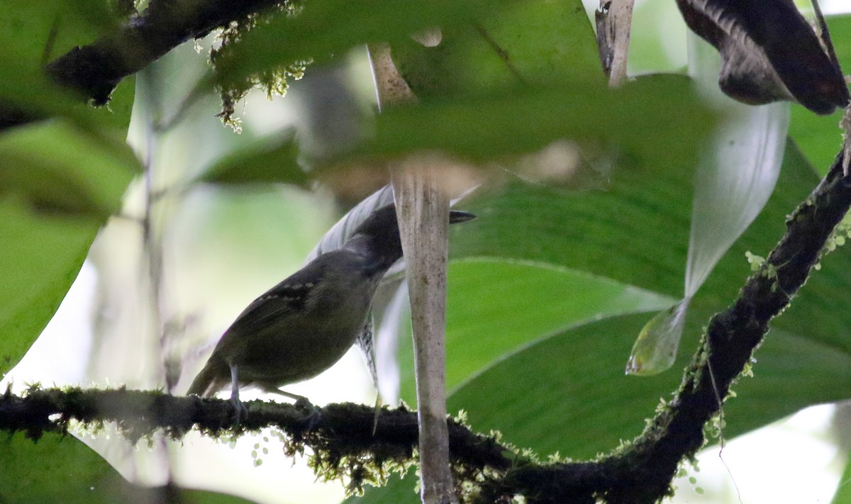 Checker-throated Stipplethroat - Jay McGowan