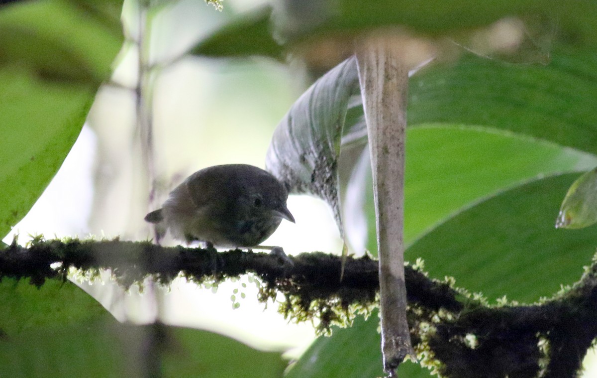 Checker-throated Stipplethroat - Jay McGowan