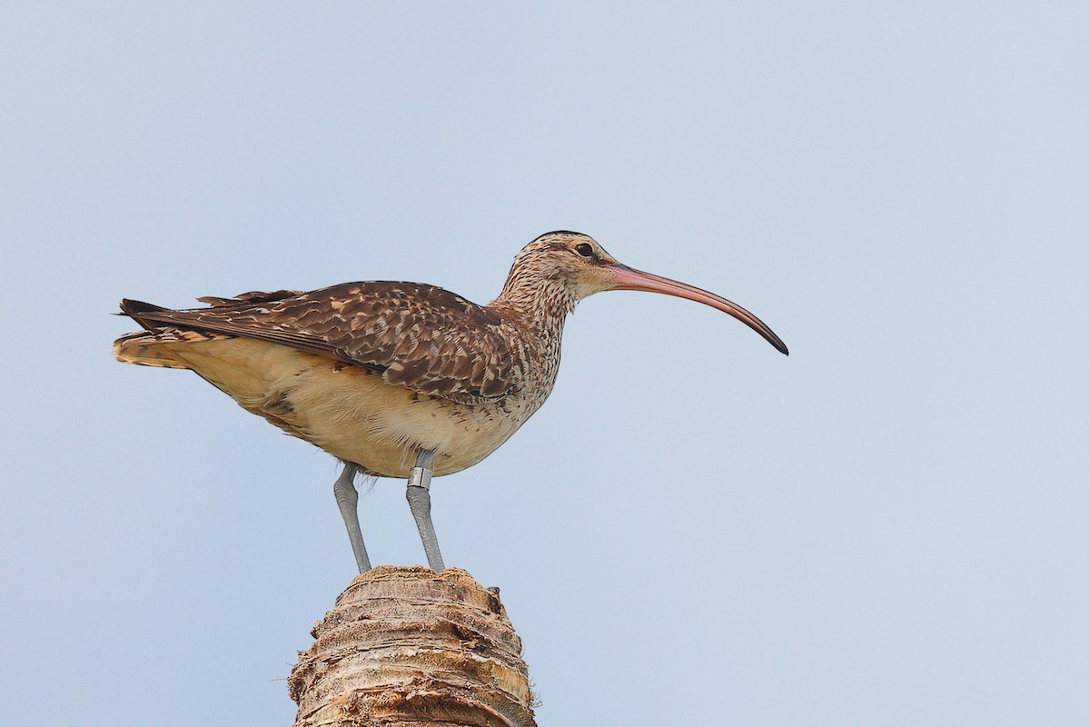 Bristle-thighed Curlew - Doug  Ward