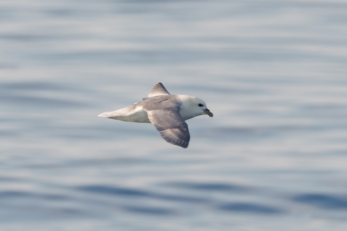 Northern Fulmar (Atlantic) - Tommy Pedersen