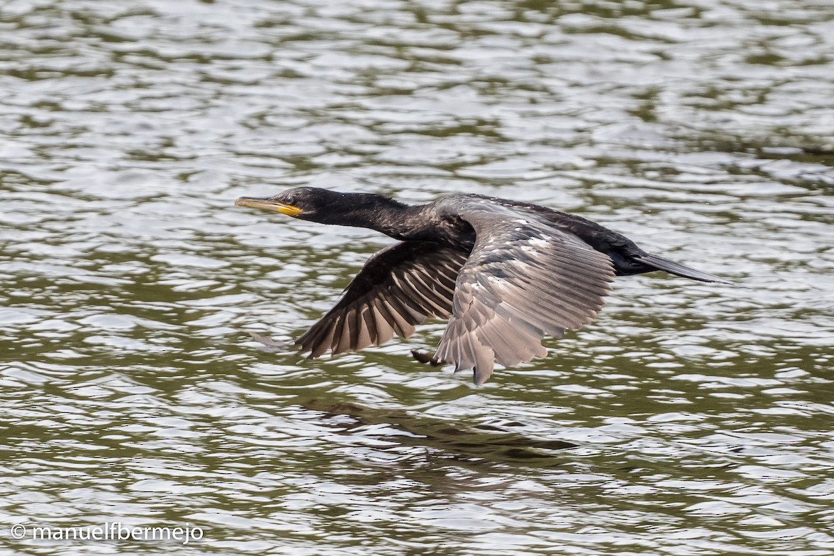 Neotropic Cormorant - Manuel Fernandez-Bermejo