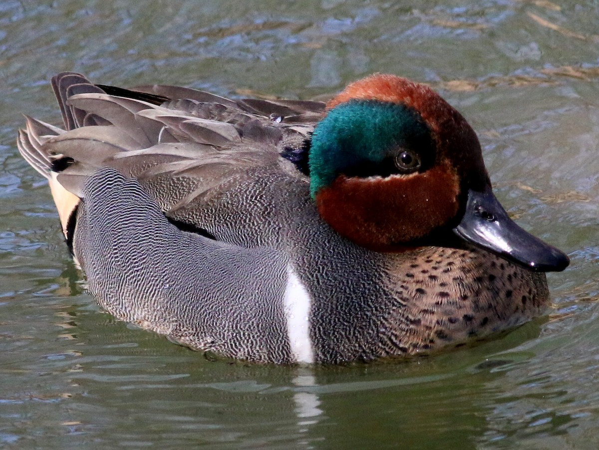 Green-winged Teal - ML49055621