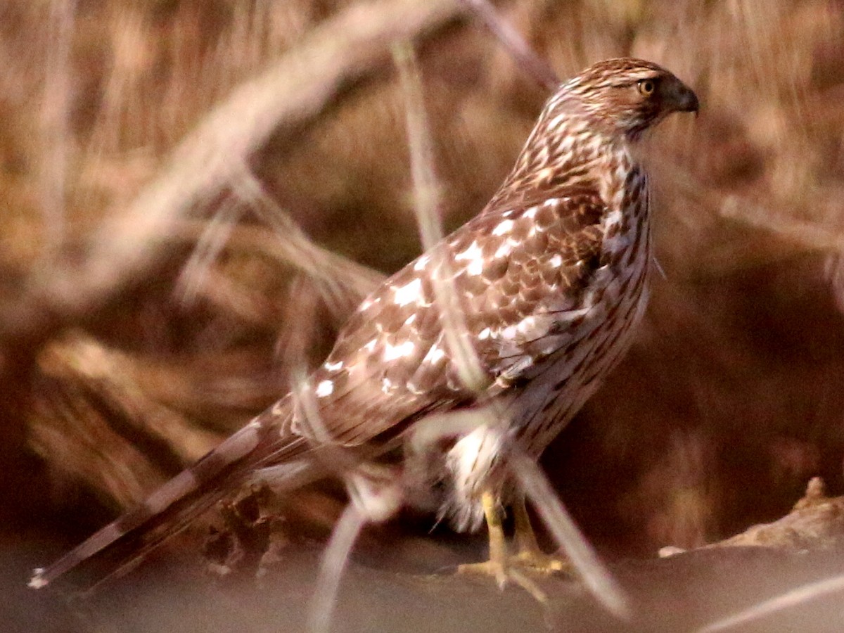 Cooper's Hawk - ML49055651