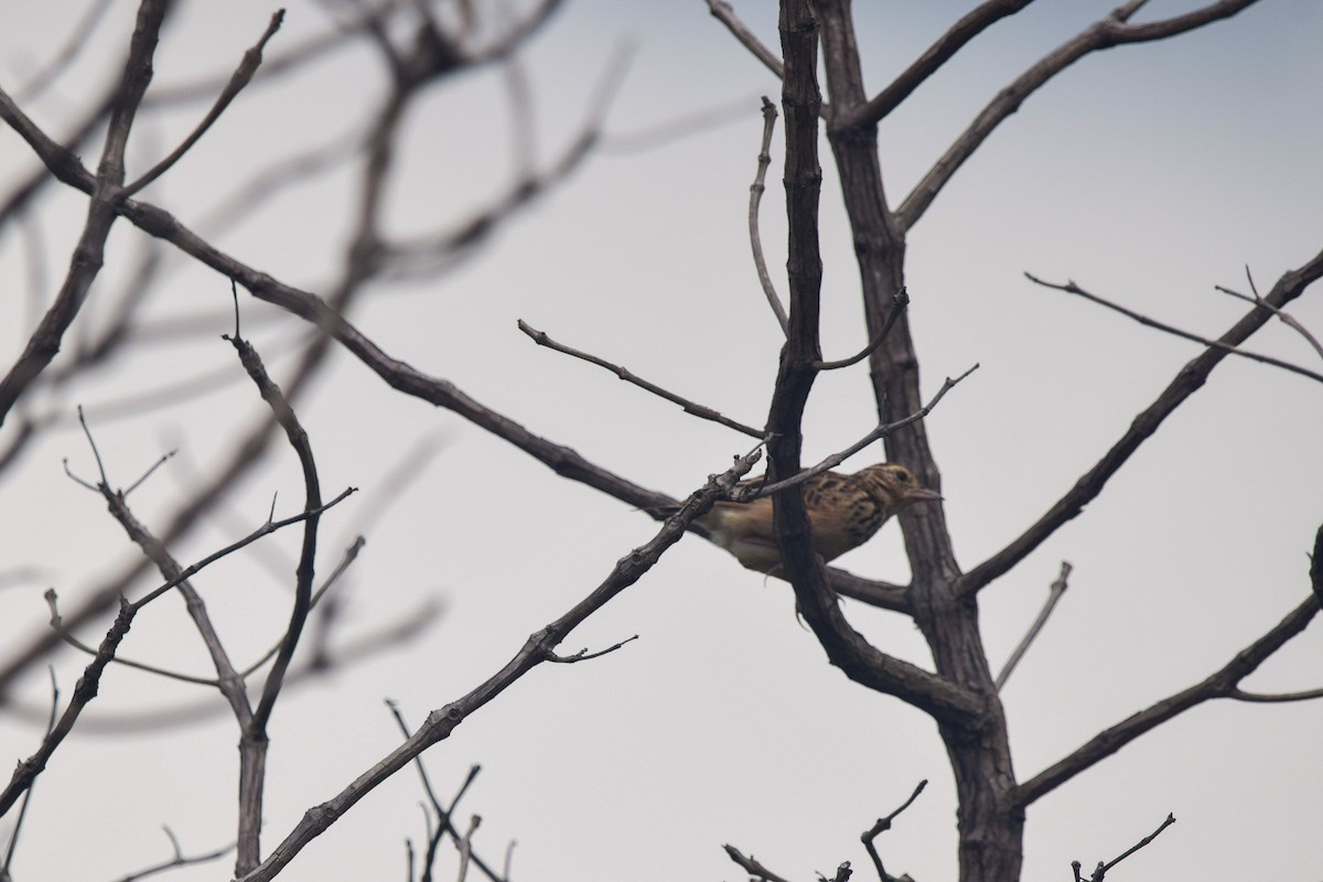 Jerdon's Bushlark - ML490556971