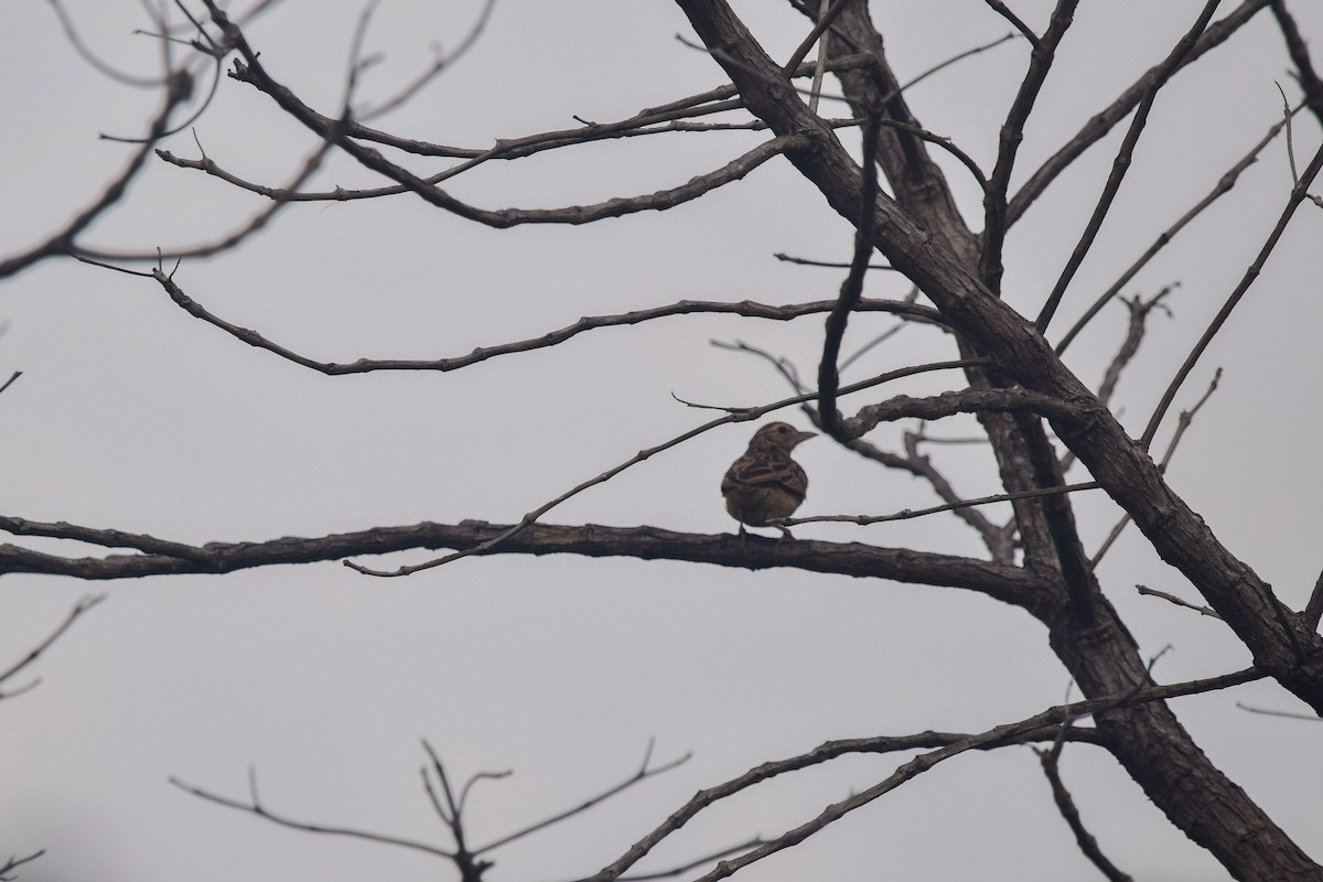 Jerdon's Bushlark - ML490556981