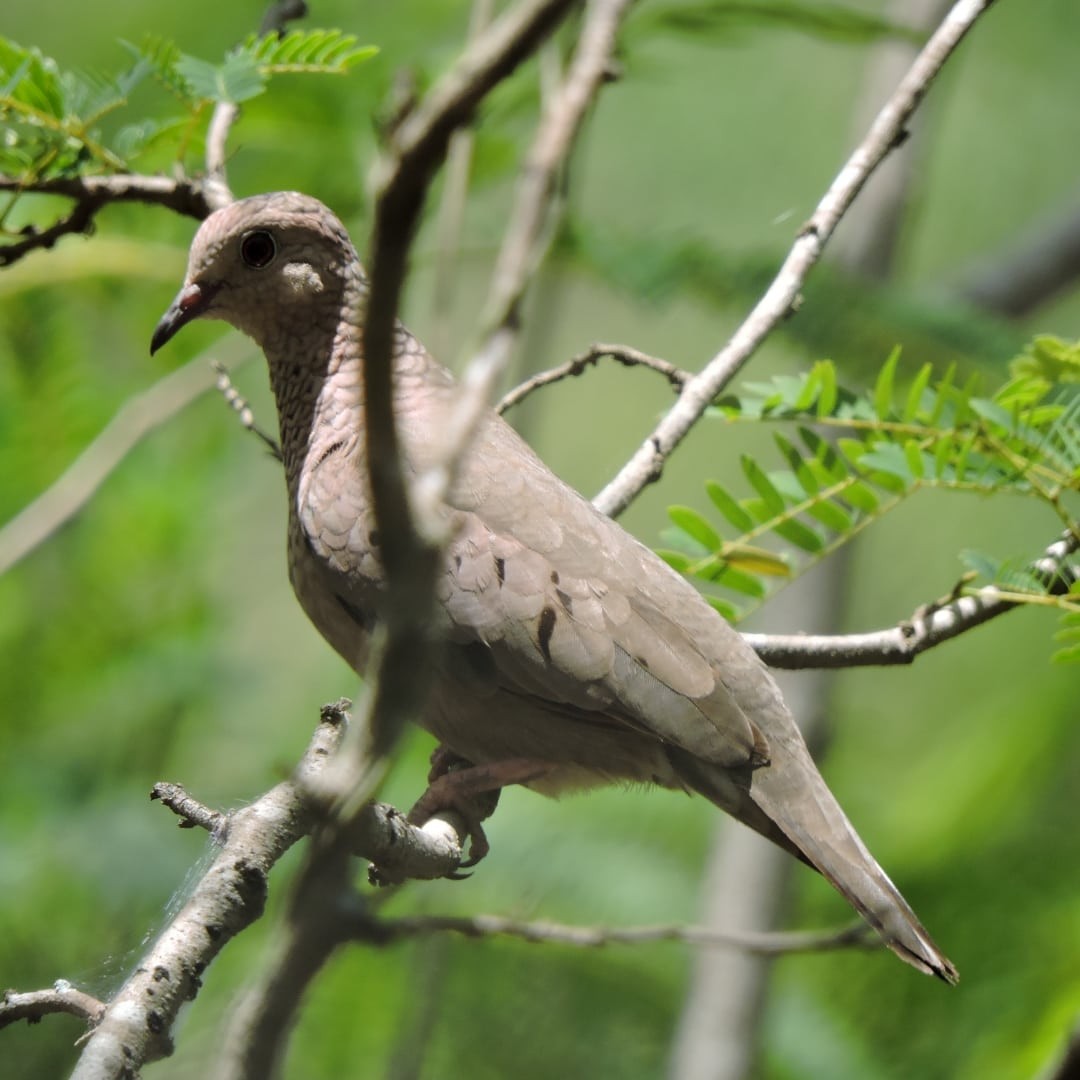 Common Ground Dove - ML490557611