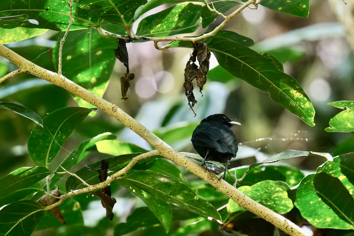 Tahiti Monarch - ML490557661