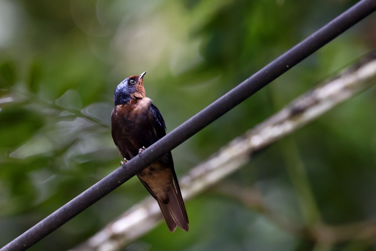 Pacific Swallow - Doug  Ward