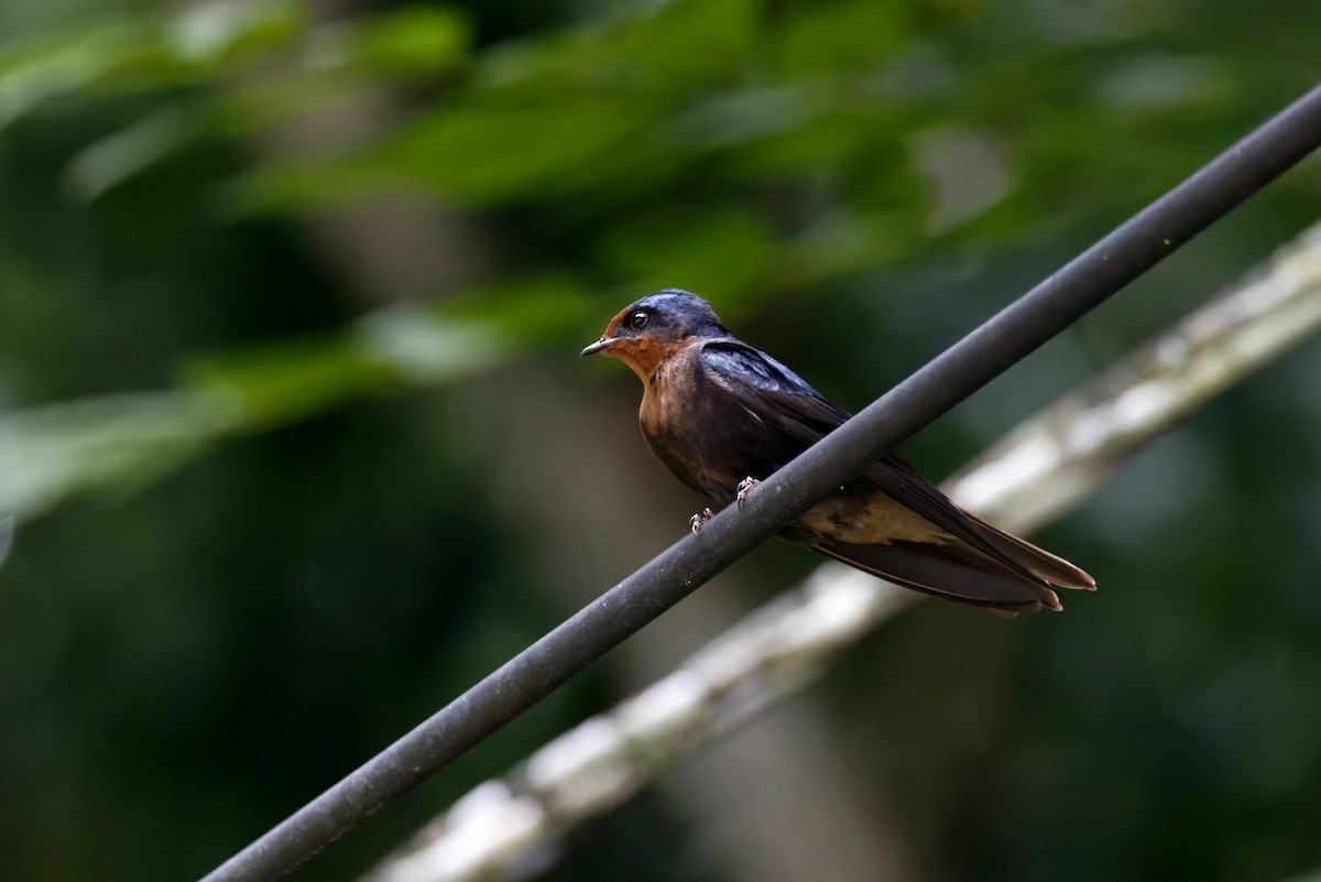 Pacific Swallow - Doug  Ward