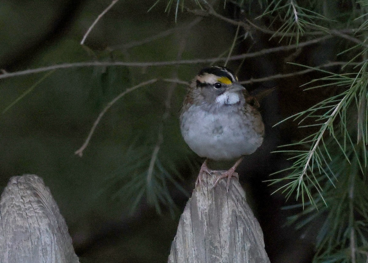 White-throated Sparrow - ML490557891