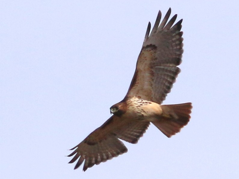 Red-tailed Hawk - ML49055791