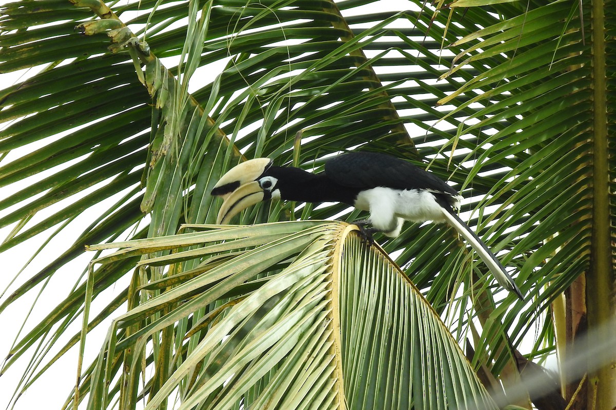 Oriental Pied-Hornbill - ML490557911