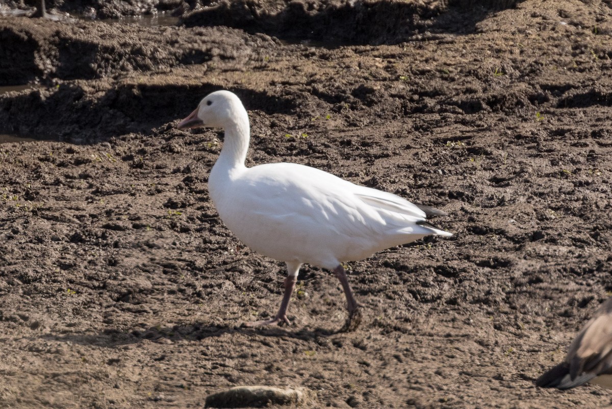 Snow Goose - ML490559701