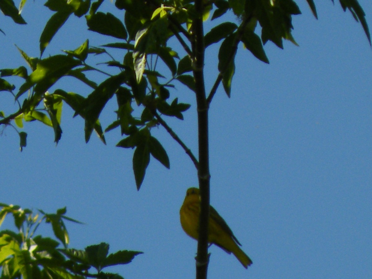 Yellow Warbler - ML490559741