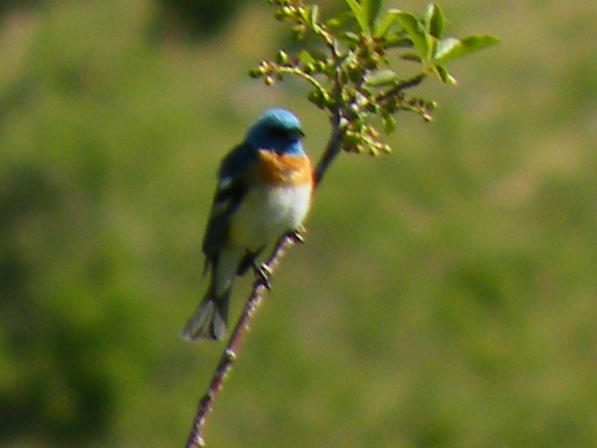 Passerin azuré - ML490559931