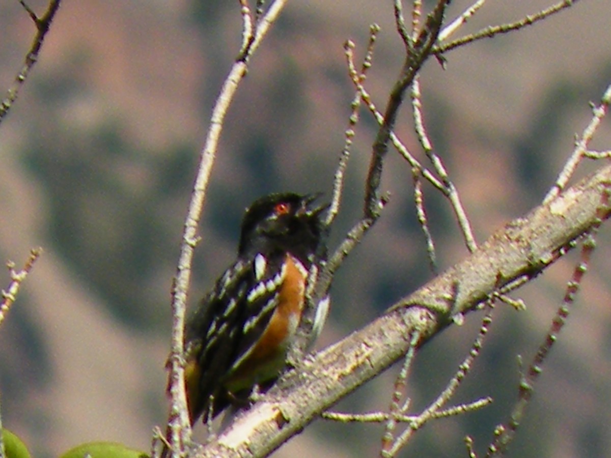 Spotted Towhee - ML490559981