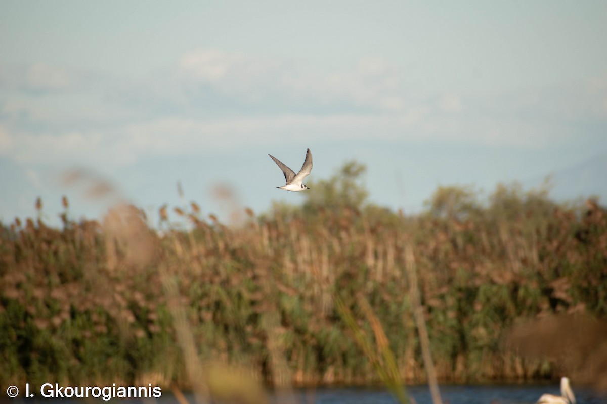 Black Tern - Giannis Gkourogiannis