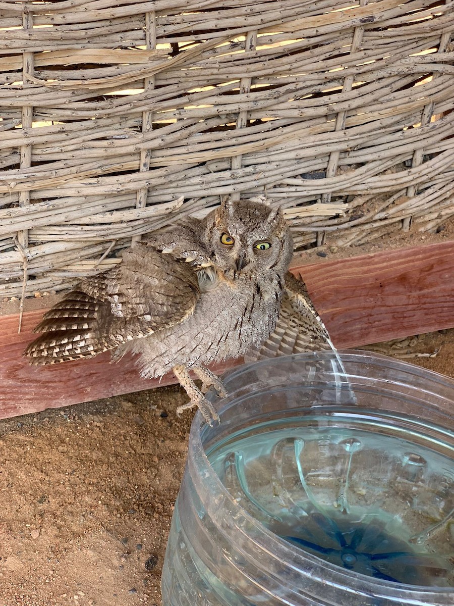 Eurasian Scops-Owl - ML490561411