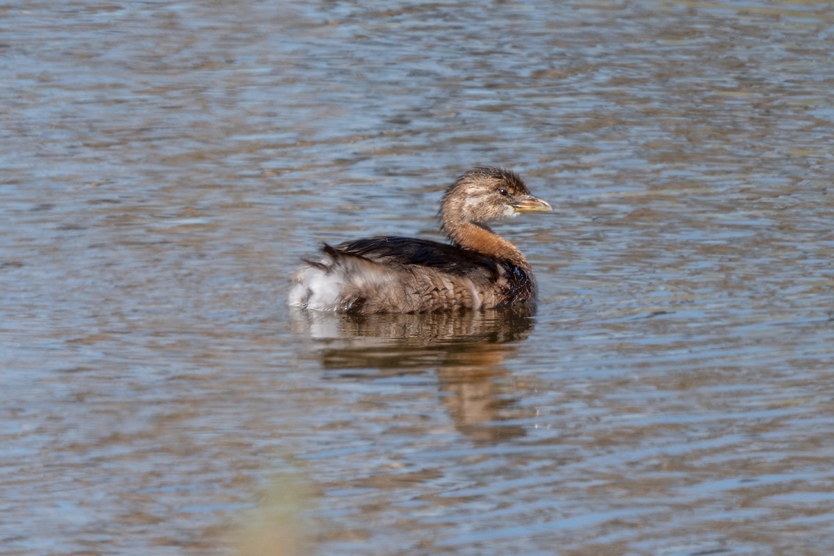 Pied-billed Grebe - ML490561491
