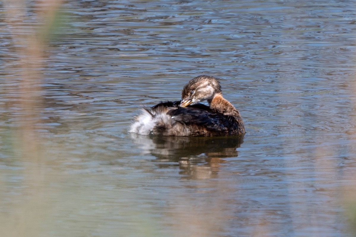 Pied-billed Grebe - ML490561501