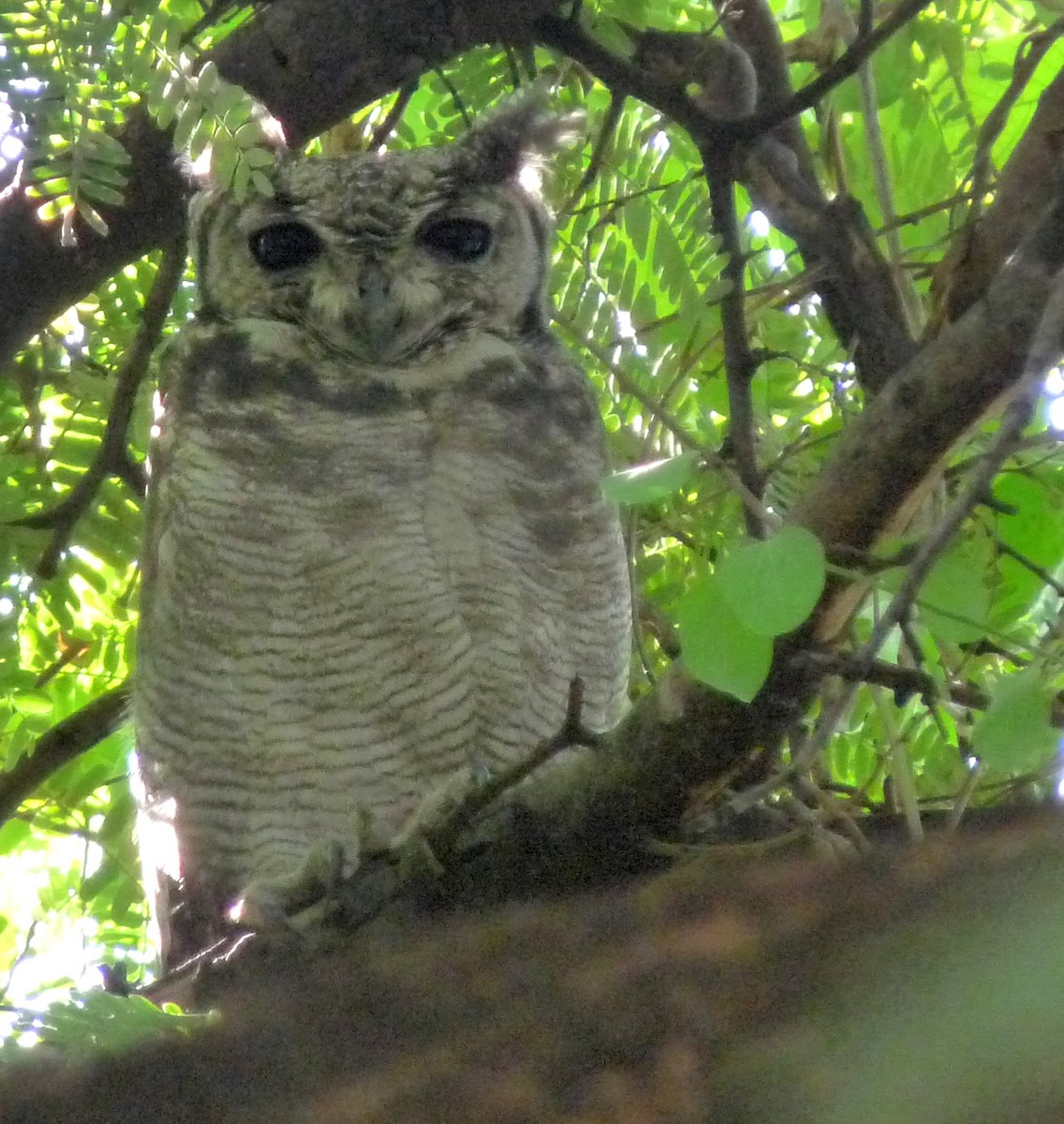 Grayish Eagle-Owl - ML490563281