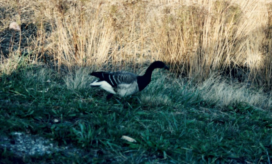 Bernache cravant - ML490563311