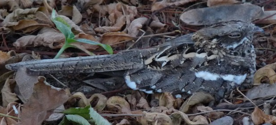 Slender-tailed Nightjar - ML490563331