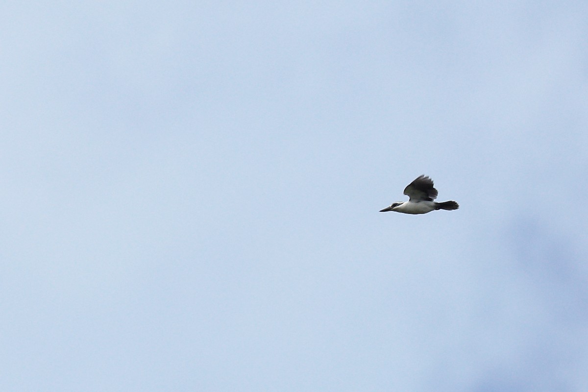 Chattering Kingfisher - ML490563431