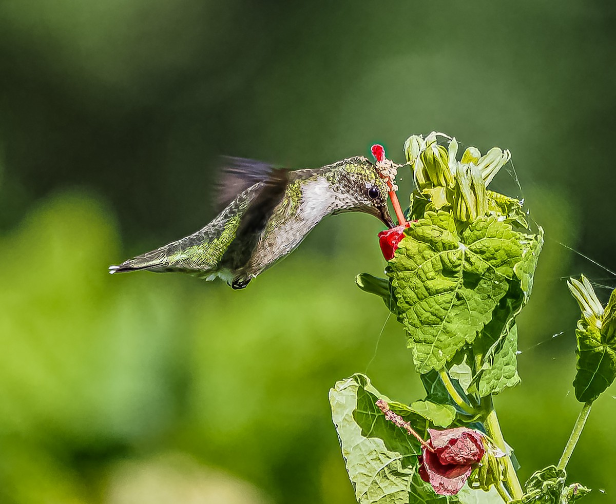 Ruby-throated Hummingbird - ML490565091