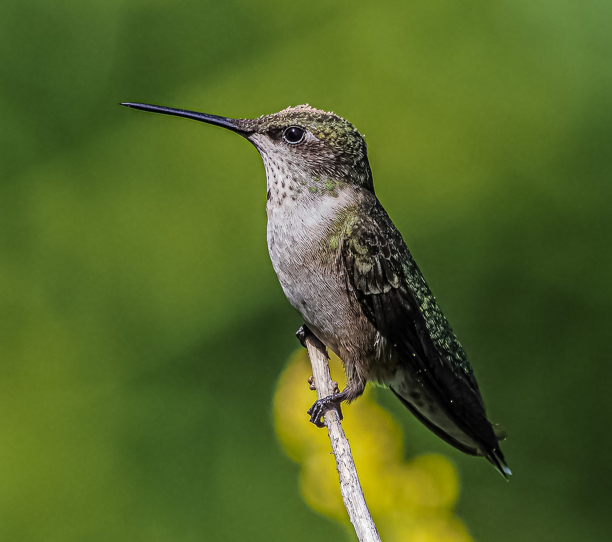 Ruby-throated Hummingbird - ML490565111