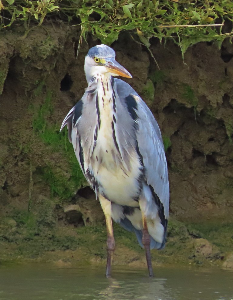 Gray Heron - ML490566451