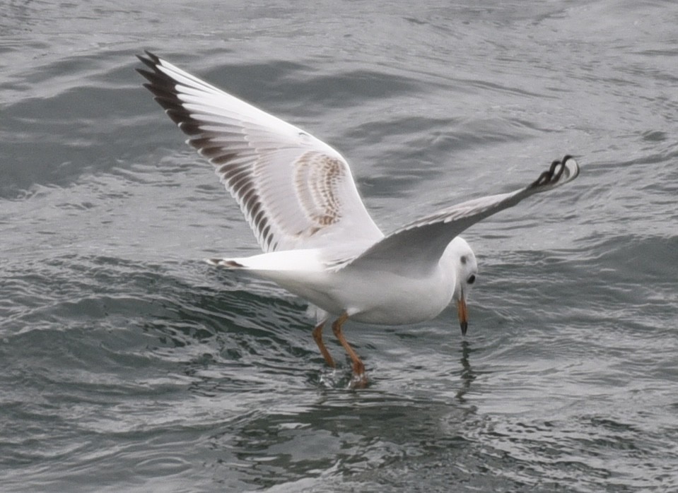 Black-headed Gull - ML490572401