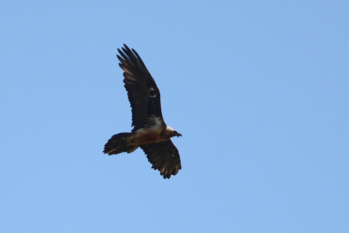 Bearded Vulture - ML490575031