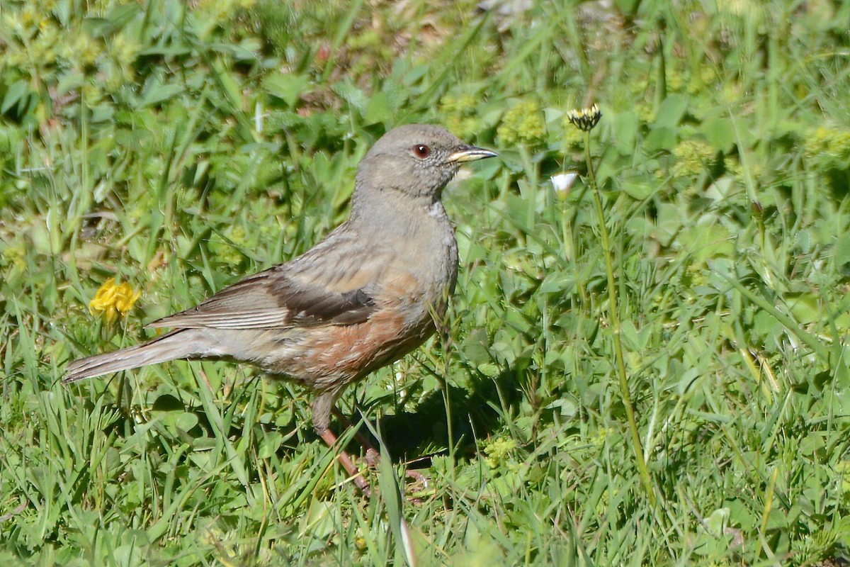 Alpine Accentor - ML490575091