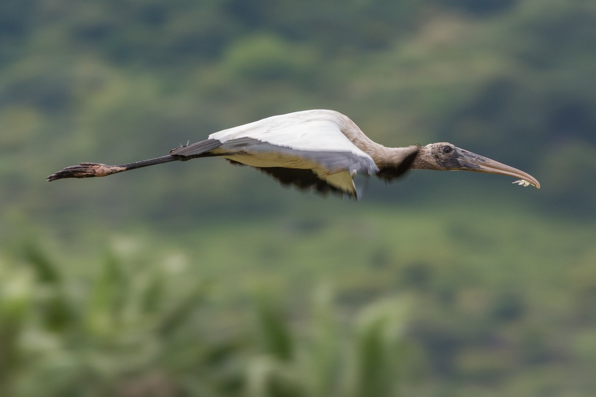 Wood Stork - ML490575251