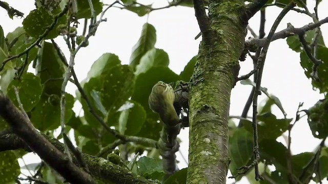 Eurasian Siskin - ML490575661