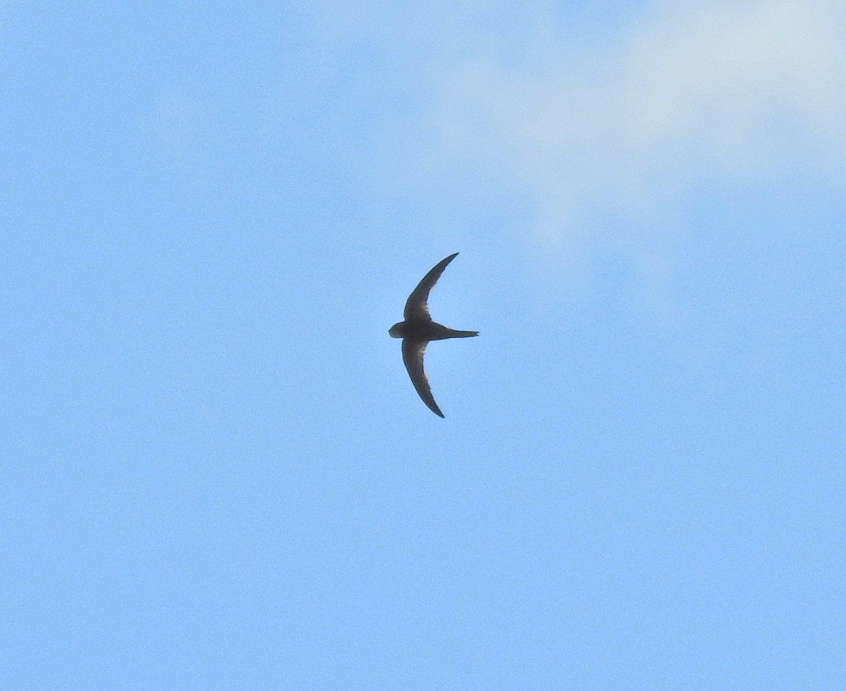 Pallid Swift - ML490575791