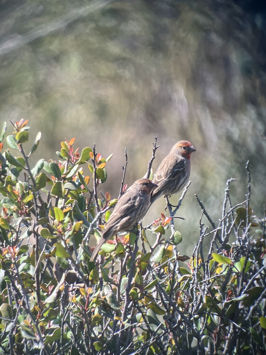 House Finch - ML490575841