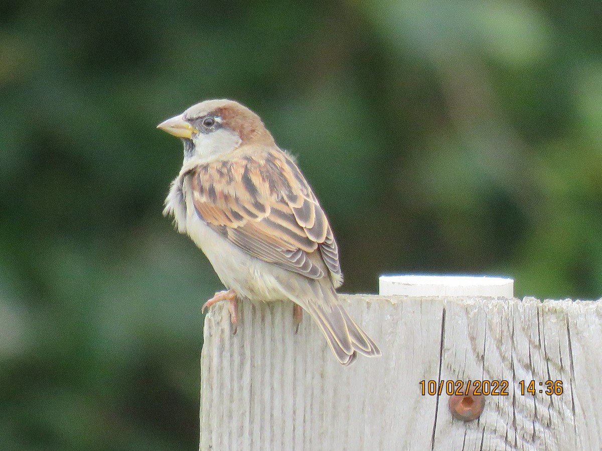 Moineau domestique - ML490577051