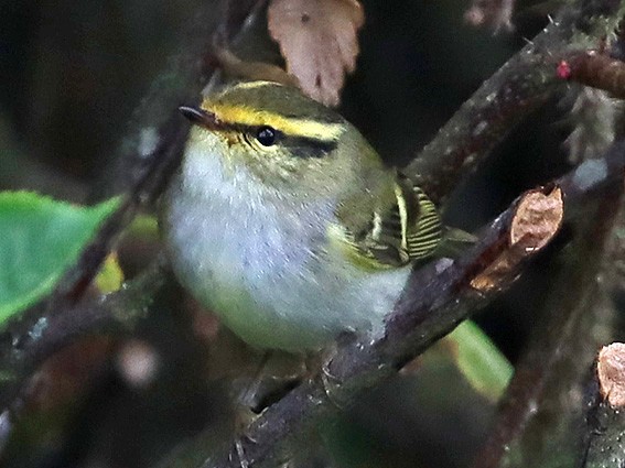 Pallas's Leaf Warbler - ML490577381