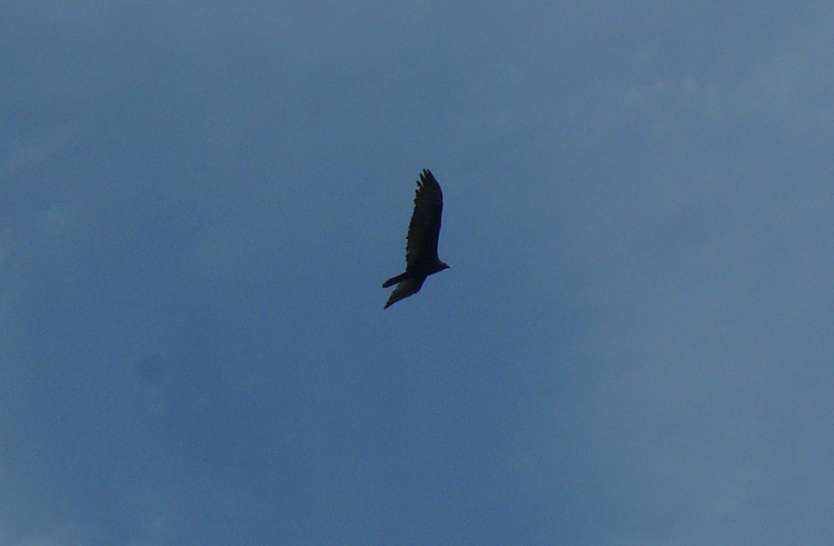 Turkey Vulture - ML490578061