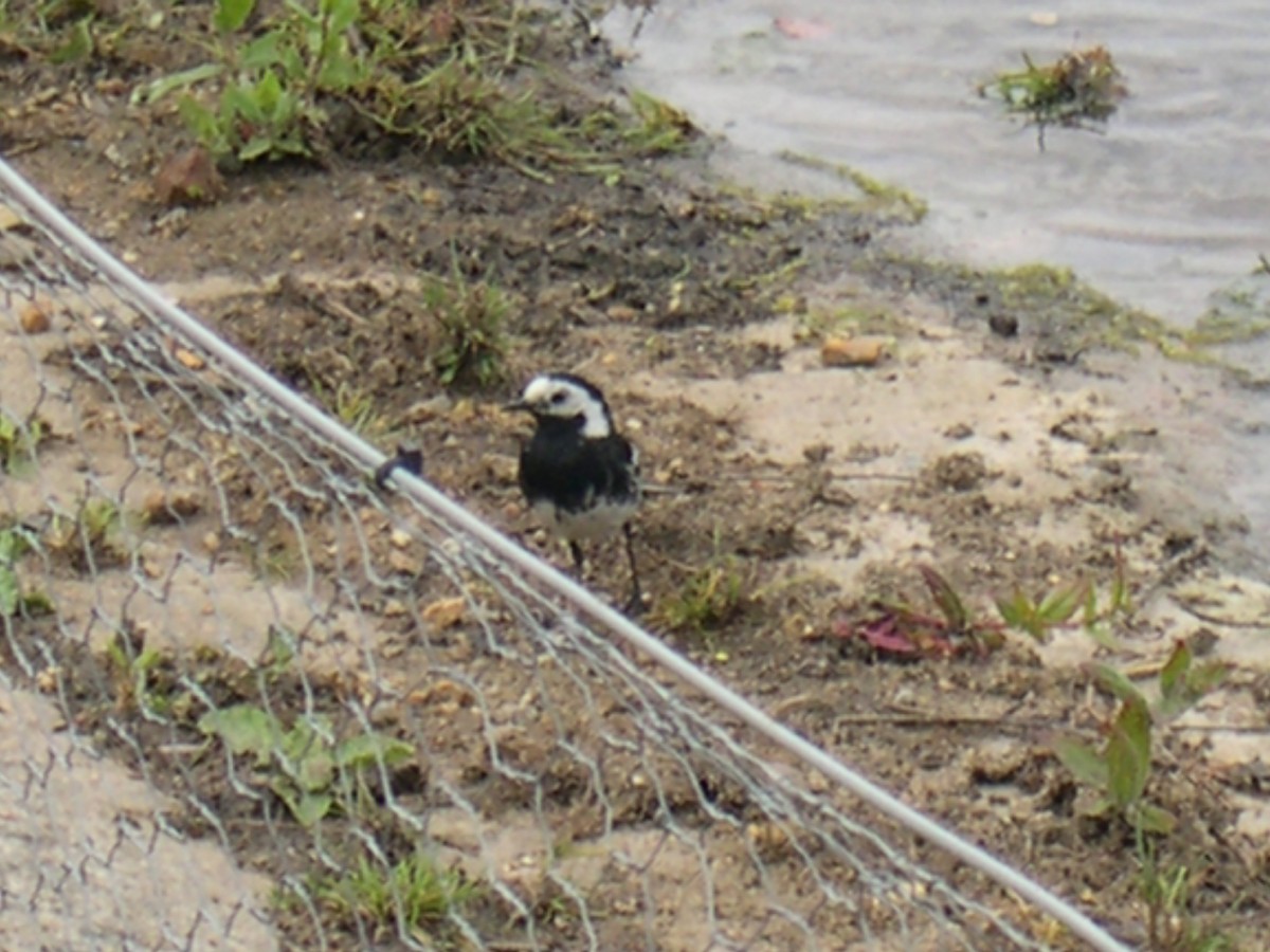 White Wagtail (British) - ML490578641