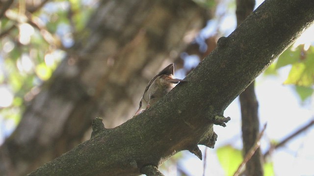 Short-toed Treecreeper - ML490579871