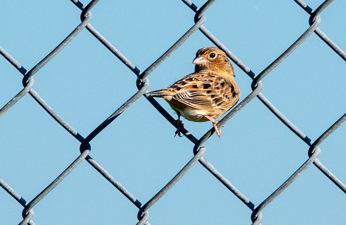 Grasshopper Sparrow - Gale VerHague
